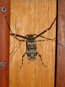 Harlequin bug Chan Chich Lodge Gallon Jug Belize